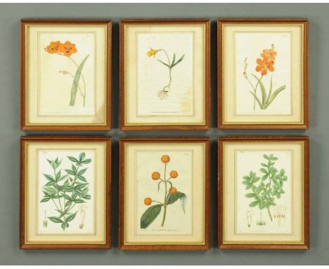 A set of six coloured Botanical engravings, late 18th/early 19th century, handcoloured.  Each 8 ins x 5.25 ins.