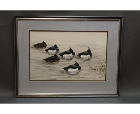 K Dawson a watercolour of a tufted duck.  31 cm x 47 cm, framed and mounted.