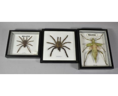 A Collection of Three Malaysian Cased Insects to Include Tarantula Spider and Thorny Stick Insect 