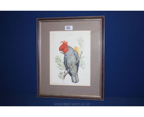 A framed and mounted print of a Gang Gang Cockatoo, 8'' x 10 1/2'' and a Print of a Ballet Dancer by Eve M.S. Guthrie
