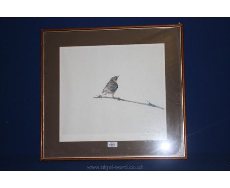 A Raymond Wilson signed Print - The Fledgling