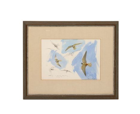 Bruce Pearson (b 1950, British) Pencil &amp; Watercolour sketch study 'Hobby - aerial feeding May 92' signed lower right 28.5