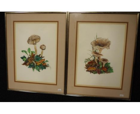 Pair  framed  Botanical watercolours each with initials RDS, (?), and each an image of Fungi, with matching metal frames, (34