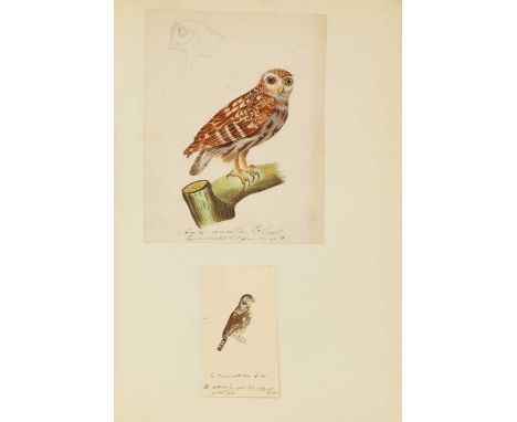 REICHENBACH [Heinrich Gottlieb Ludwig] (1793-1879): 127 Original watercolours of mainly OWLS, many heightened with gum Arabic