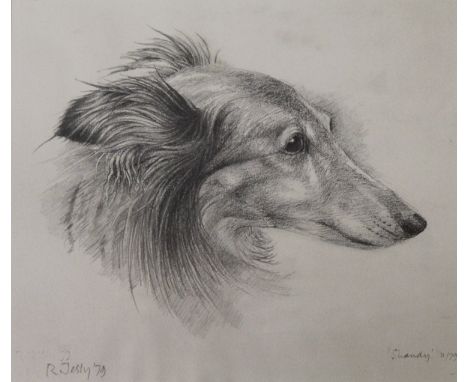 •RONALD JESTY (1926-2016) `SHANDY`, THE ARTIST'S DOG Signed, inscribed with the dog's name and dated 11/79, pencil 20.5 x 24c