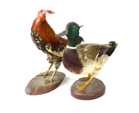 Taxidermy - A model of a cockerel, raised on wooden plinth baseHeight 39cm, together with a similar model of a Mallard duck