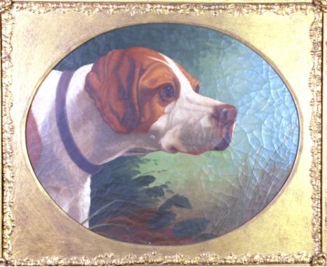 Hunting Dog
