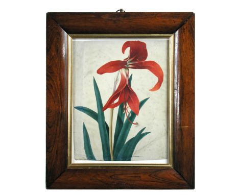 J Hervey, in the Manner of Peter Brown (British, fl. circa 1758-1799) A Jacobean or Aztec Lily (Sprekelia formosissima) signe