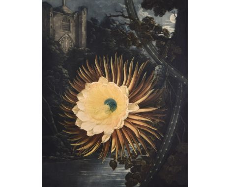 Robert Dunkarton (British, 1744-1811) after Philip Reinagle The Night-Blooming Cereus coloured mezzotint published 1800 by Dr