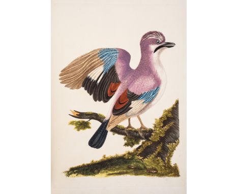 Birds.- Hayes (W.) A Natural History of British Birds, etc. with their Portraits, accurately drawn, and beautifully coloured 