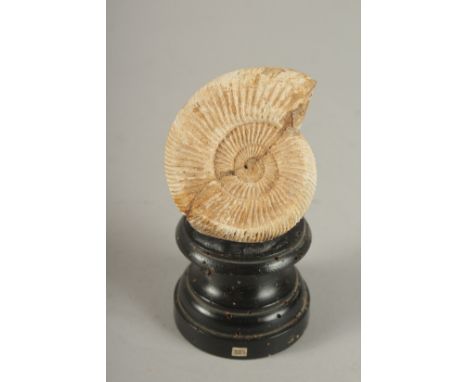 A TWENTY MILLION YEARS OLD AMMONITE SPECIMEN on a wooden base. 2.75ins.