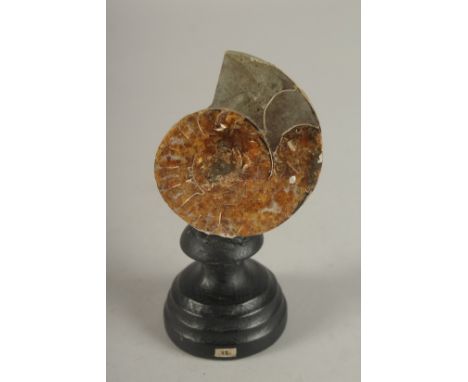 AN AMMONITE SPECIMEN on a wooden base. 2.75ins.