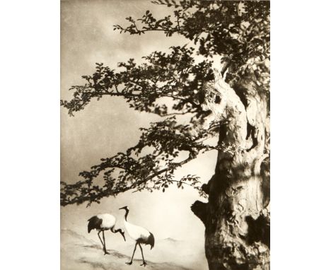 Chin San Long (Lang Jingshan) (Chinese, 1892-1995). Photograph titled "A Pair of Cranes," depicting two cranes beneath a tree