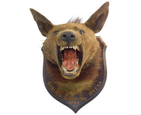 A taxidermy striped hyena head, mounted on an oak shield shaped plaque, Kijabe 1924 RTC, bearing paper label verso for Rowlan