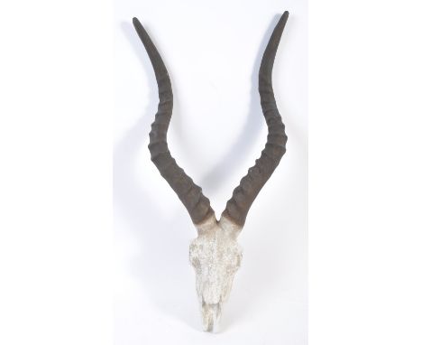 An unusual fibreglass events / exhibition / shop advertising display wall mask of a taxidermy antelope skull / head with long