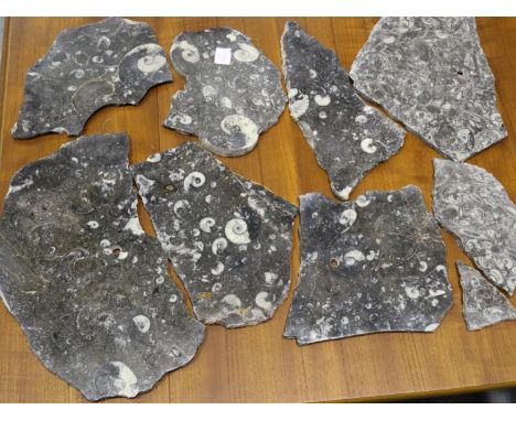 Collection of polished fossil specimen plaques. UK P&amp;P Group 3 (£30+VAT for the first lot and £8+VAT for subsequent lots)