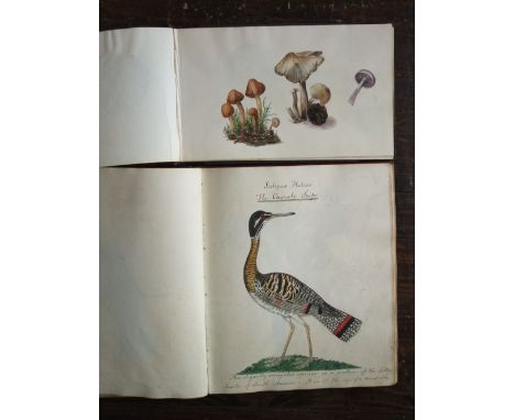 A mid 19th century sketch book containing a quantity of good quality watercolour studies of mushrooms, toadstools and other f