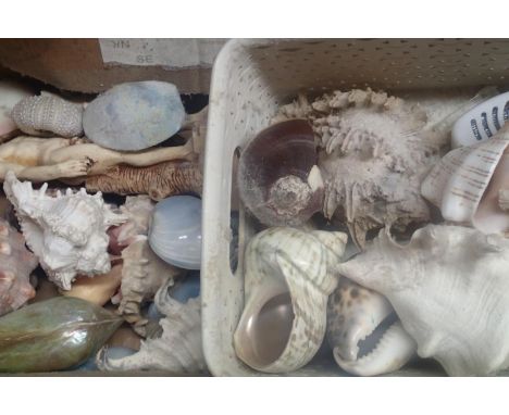 Large box of conch shells. Not available for in-house P&amp;P, contact Paul O'Hea at Mailboxes on 01925 659133 