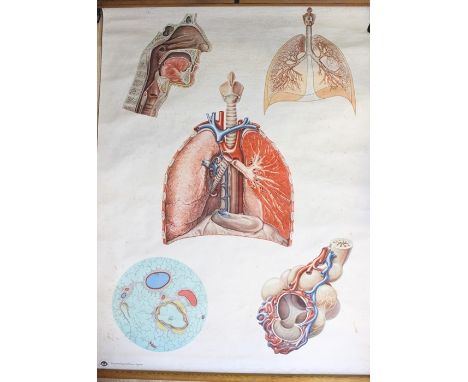 A mid-20th Century German medical poster, with five vignettes illustrating the pulmonary system, labelled Deutsche Hygiene Mu