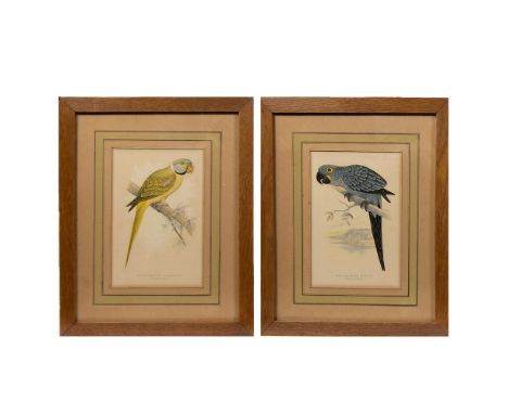 Alexander Francis LYDON (1836-1917) 2 handcolored lithograph Parrakeet (Alexandrine Parrakeet) and Parrot (hyacinth macaw), s