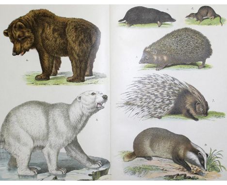 Walther,E.: Darstellungen der bekanntesten Tiere und Pflanzen. Ein Bilderbuch. Neu bearb. Esslingen, Schreiber 1891. Kl.Fol. 