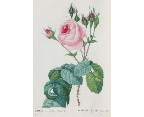 Redoute,P.J.: Les Roses. Décrites par C.A.Thorry. Paris, Panckoucke, 1824(-26). Gr.8°. Mit 152 (statt 160) Farbstichtafeln mi