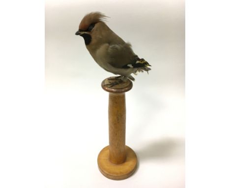 VINTAGE TAXIDERMY WAXWING ON WOODEN STAND