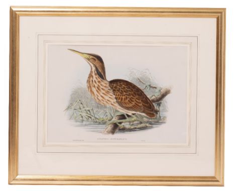 TWO BIRD PRINTS after Gould, to include a pair of Nestor Productus, 34.5cm x 51cm; two pairs of duck prints; a print depictin