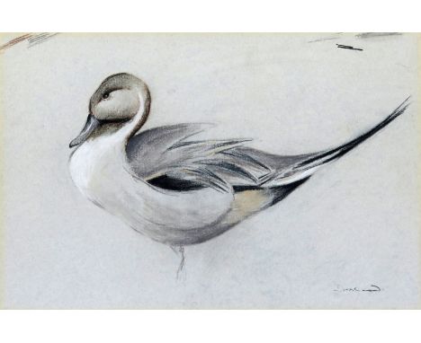  ‡ Geoffrey Dashwood (b.1947) Study of a pintail Signed Pastel on grey paper 28.5 x 42.5cm ++Mount staining, some light creas