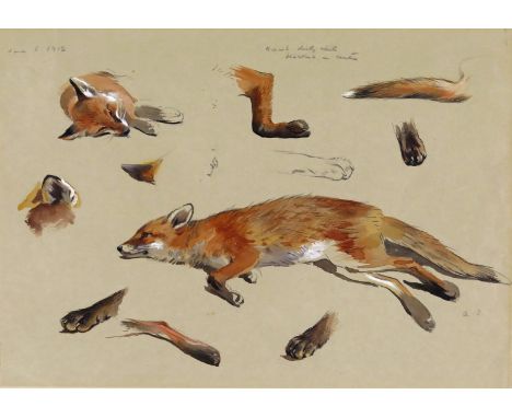 Archibald Thorburn (1860-1935) Studies of a fox Signed with initials, inscribed and dated  June 6. 1912 Watercolour with penc