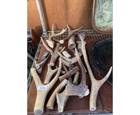 A LARGE ASSORTMENT OF STICK AND WHISTLE MAKING HORN AND ANTLER 