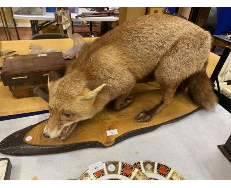 A VINTAGE TAXIDERMY MODEL OF A FOX ON WOODEN BASE, LENGTH OF BASE APPROXIMATELY 88CM 