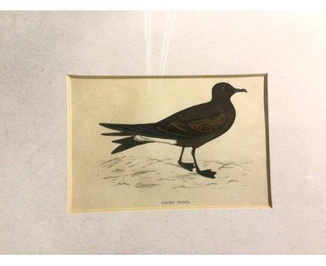 A print inscribed Leach's Petrel (10cm x 15cm)