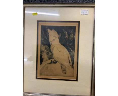 Signed Framed Limited Edition Print - Cockatoo