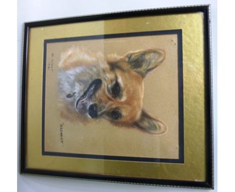 M. GILBERT A portrait study of a corgi, a Pastel, signed, titled and dated 1981, 22.5cm x 19cm in glazed frame 