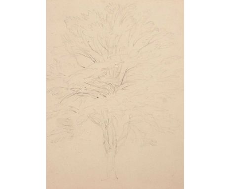 Attributed to John Sell Cotman (1782-1842), Sketch of a Tree, pencil study, a slight sketch, associated with cross-references