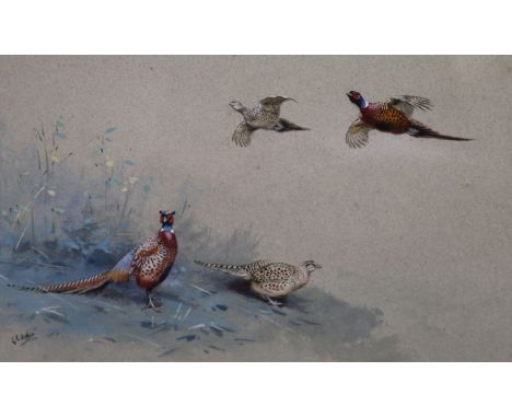 George Edward Lodge (1860-1954)watercolour and bodycolour,"Japanese Pheasants"signed24 x 35.5cm