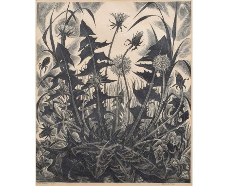 Monica Poole (British 1921-2003) "Dandelion" Signed, titled and numbered 8/75 in pencil in the margin, wood engraving.25.5 x 