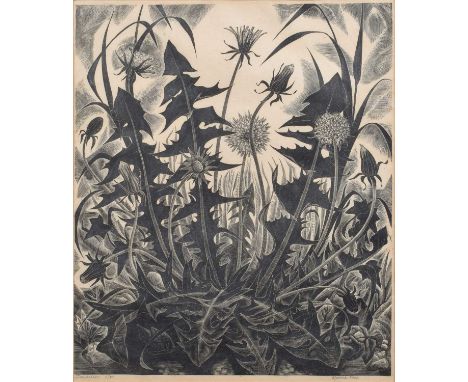 Monica Poole (British 1921-2003) "Dandelion" Signed, titled and numbered 8/75 in pencil in the margin, wood engraving.25.5 x 