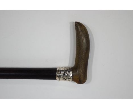 A walking stick with horn handle and 1" silver collar (date rubbed)