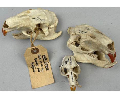 A COLLECTION OF THREE SKULLS INCLUDING TWO COYPU FROM FLATFORD MILL, dated 1962Another, Musquatch skull ex museum (3)