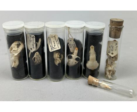 A COLLECTION OF SMALL ANIMAL SKULLS IN OLD MUSEUM VIALS, including the skull of a green lizard (7)