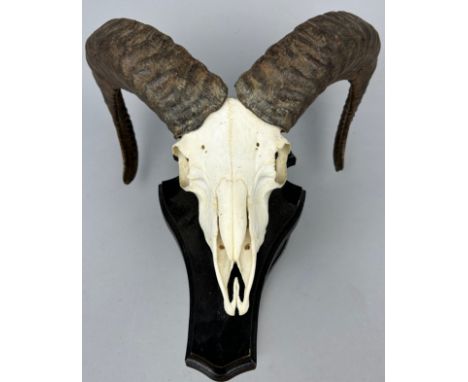 THE SKULL AND HORNS OF A MOUFLON (OVIS GMELINI), mounted on taxidermy shields. 