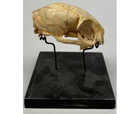 EDWARD GERRARD AND SONS: A SMALL WILD CAT SKULL MOUNTED ON TAXIDERMY STAND WITH GERRARD'S LABEL PRESENT DATED 1907,The skull 