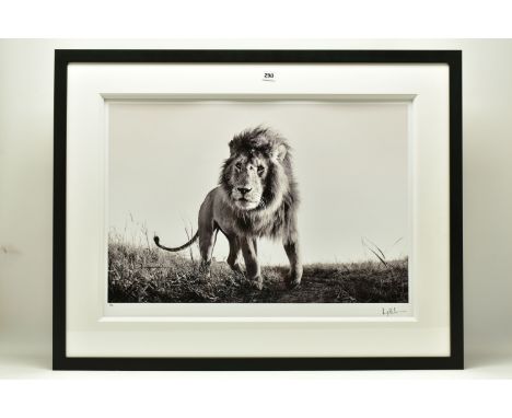ANUP SHAH (KENYA CONTEMPORARY) 'HUNTER', a signed limited edition photographic print of a lion, 17/150 with certificate, appr