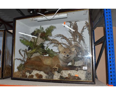 A TAXIDERMY FOX IN DISPLAY CASE, a fox in lying down position, mounted in a naturalistic scene with foliage, stone effect and
