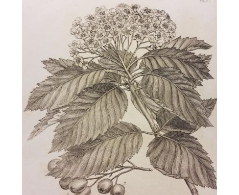 Evelyn (John) . Silva: or, A Discoyrse of Forest-Trees,..., 2 volumes, 4th edition, 1812, York, numerous black &amp; white en
