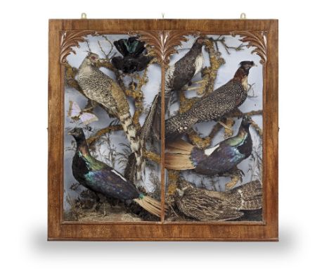 A late 19th century taxidermy display depicting a group of Asian pheasantsthe display probably attributable to John Cooper &a