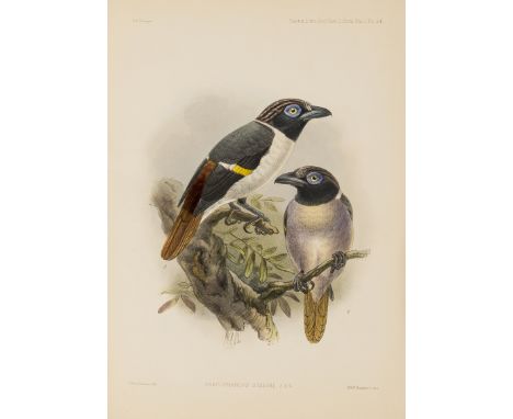 NO RESERVE Sharpe (Richard Bowdler) On the Birds Collected by Professor J.B. Steere in the Philippine Archipelago, being The 