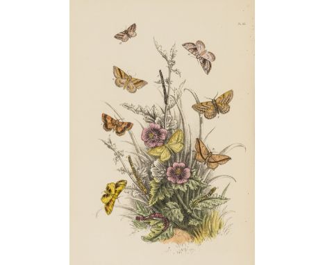 NO RESERVE Butterflies &amp; Moths.- Newman (Edward) The Illustrated Natural History of British Moths..., wood-engraved and w